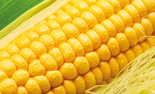 Sweet Corn